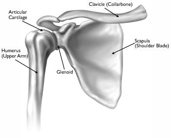 Normal shoulder anatomy