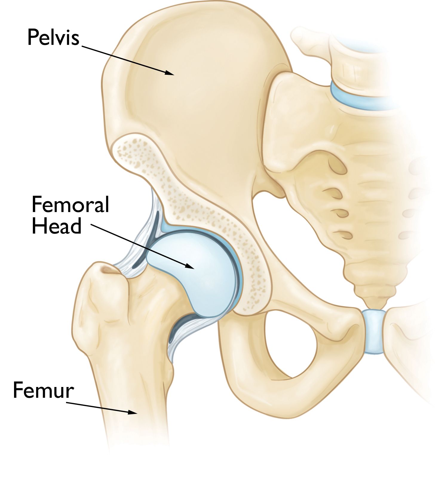 hip joint diagram