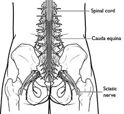 The cauda equina in the lower spine