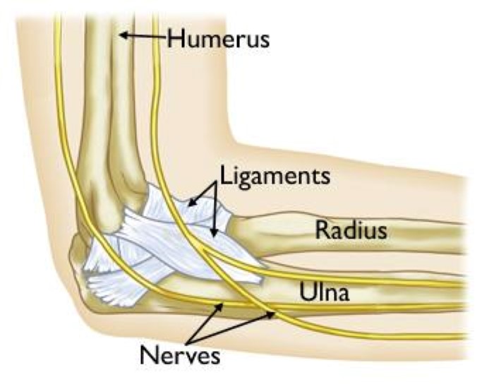 Anatomy of the Elbow