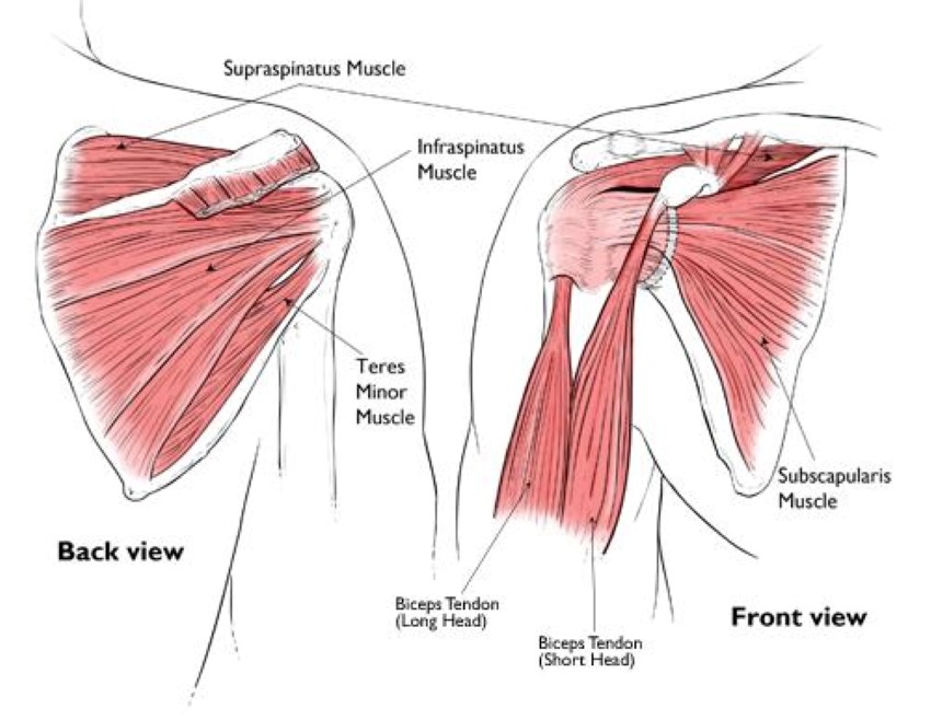 shoulder muscles pain