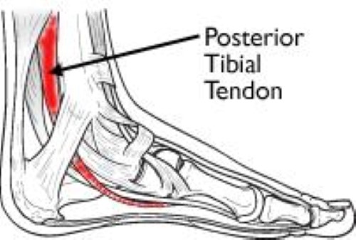 Anatomy of the foot