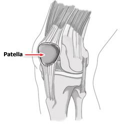 knee cap on side of leg