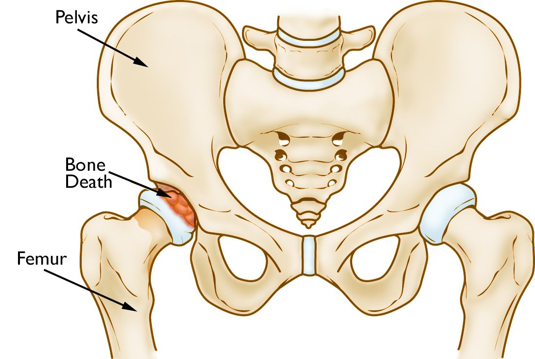 The leg bones connected to the hip bone…