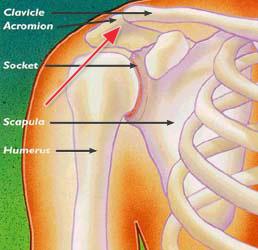 Normal houlder anatomy