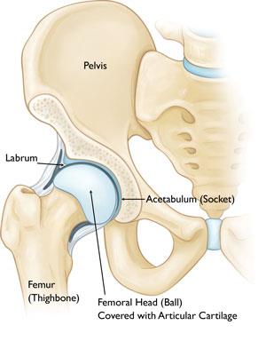 Hip anatomy