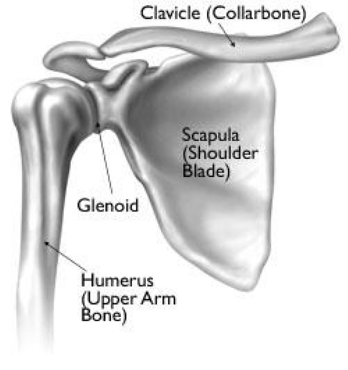 Scapula (Shoulder Blade) Fractures - OrthoInfo - AAOS