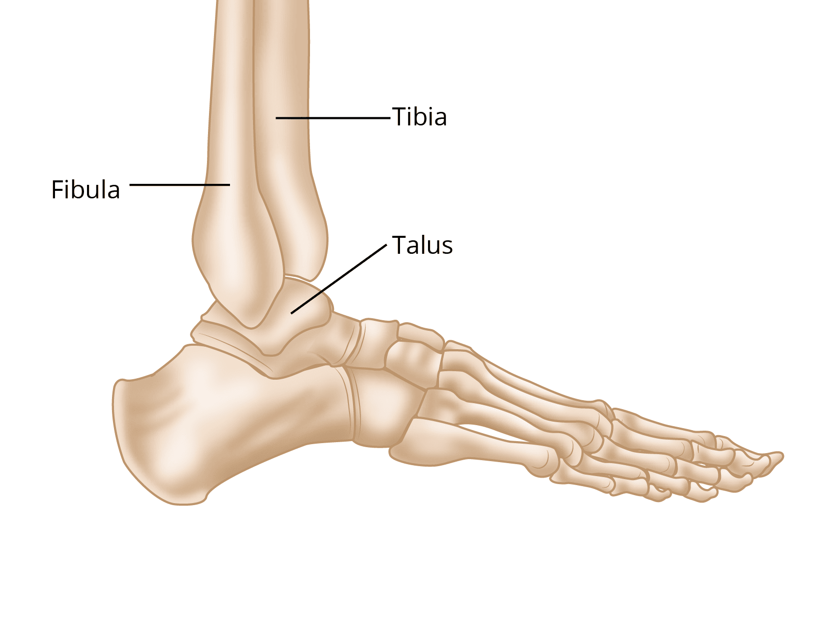 fractured fibula