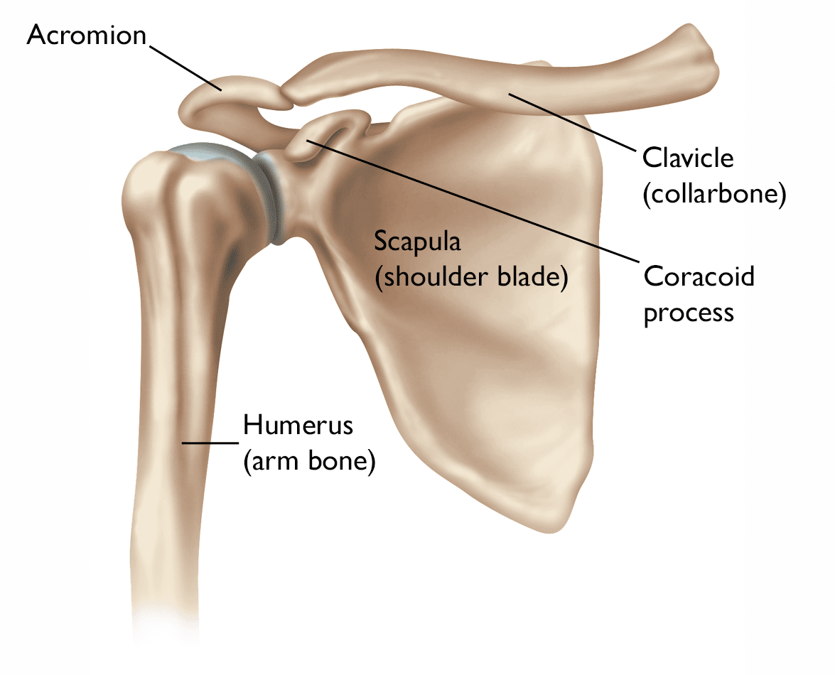 Shoulder