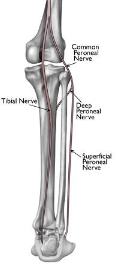 nerves in the lower leg and foot