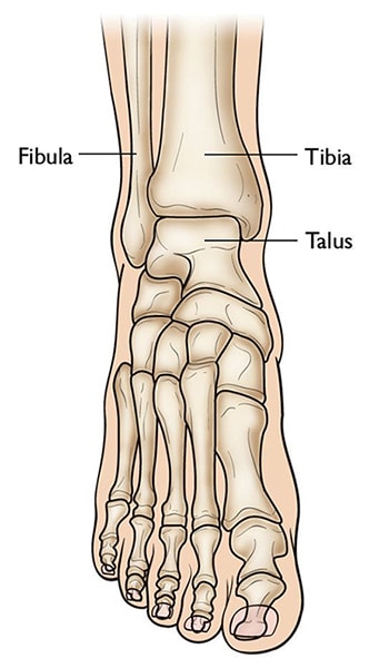 tibia and fibula bones