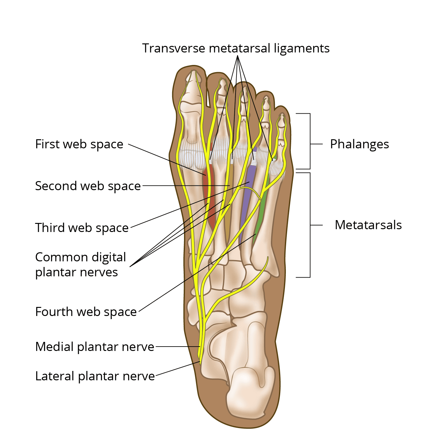 Nerve pain in ball store of foot