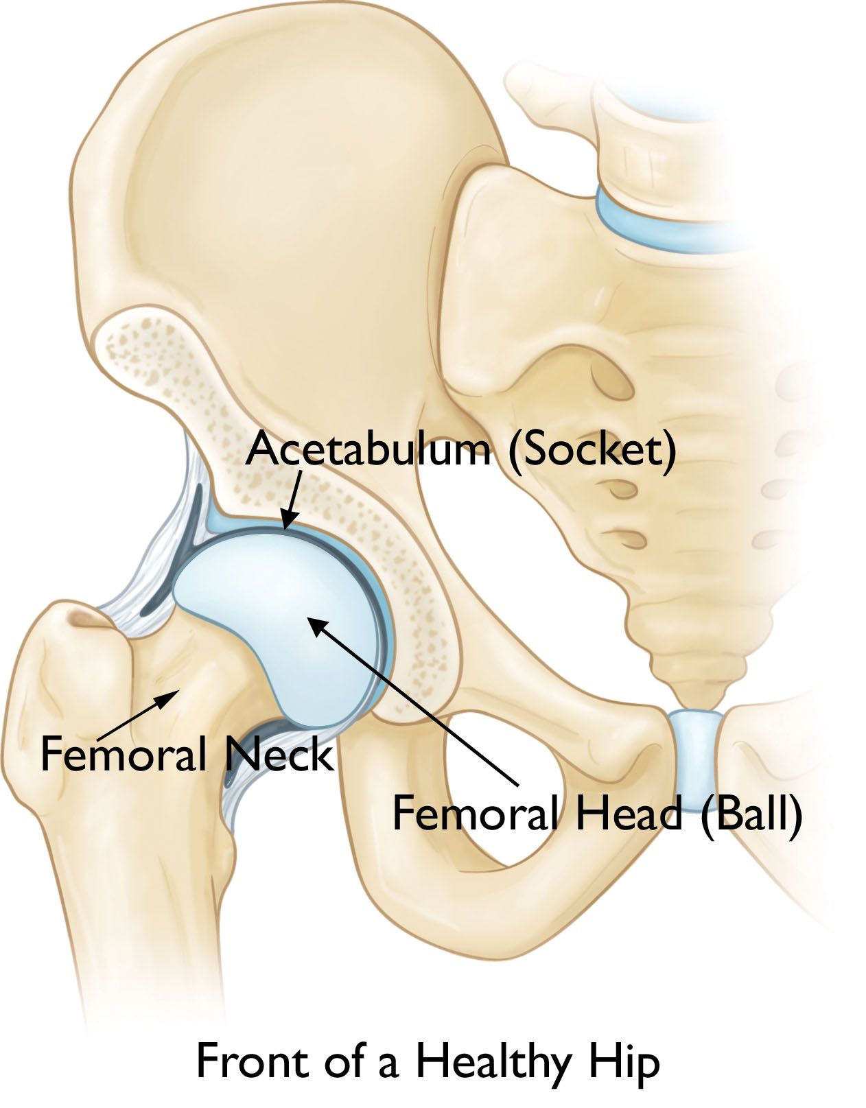 illustration of normal hip anatomy