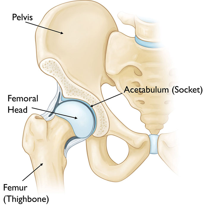 hip anatomy