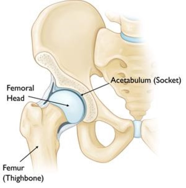 normal hip anatomy