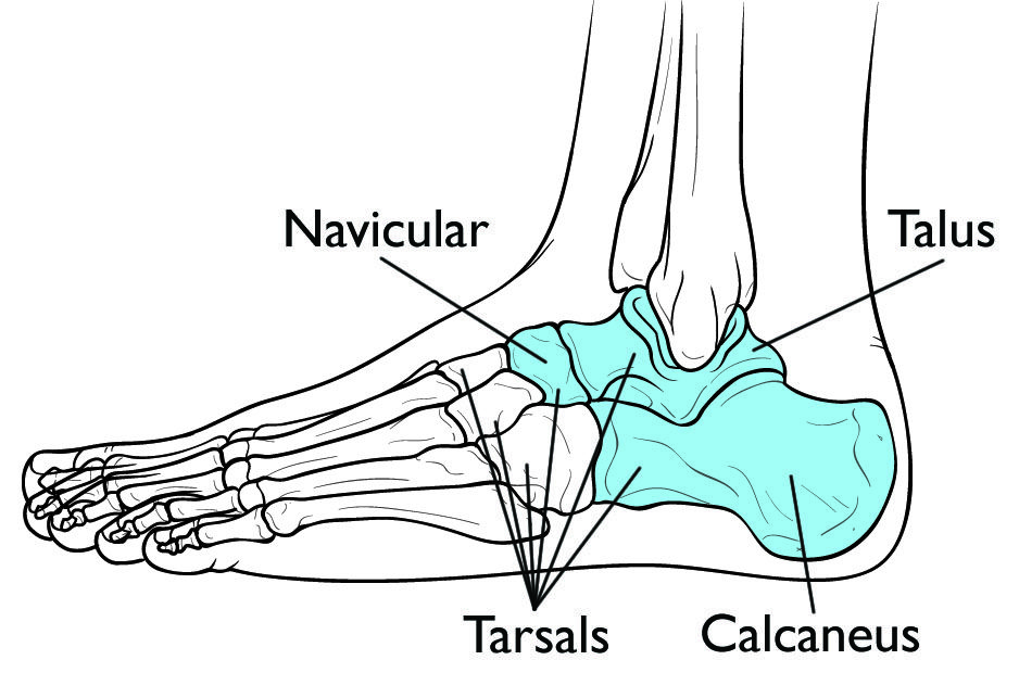 tarsal bone anatomy