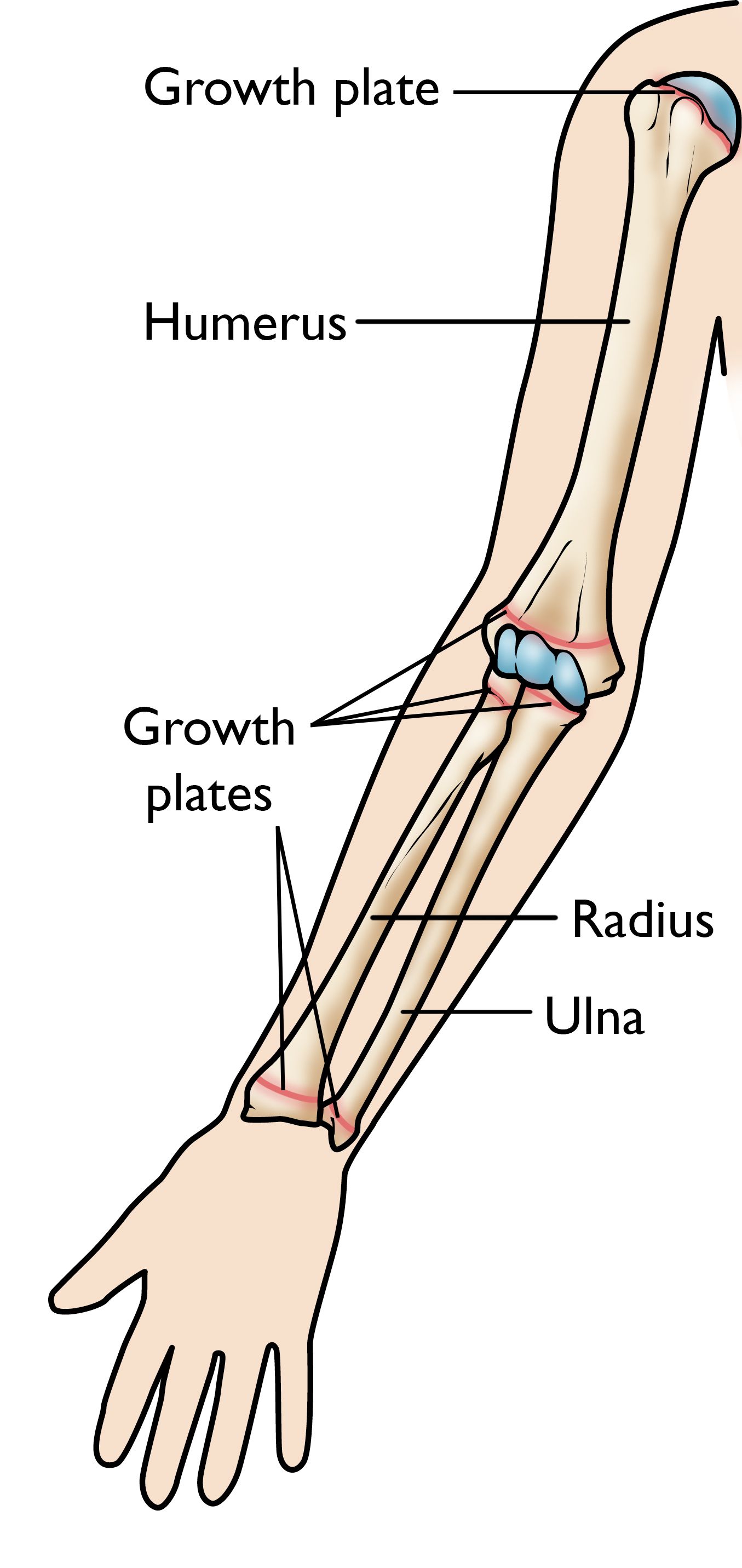 Body Anatomy: Upper Extremity Bones